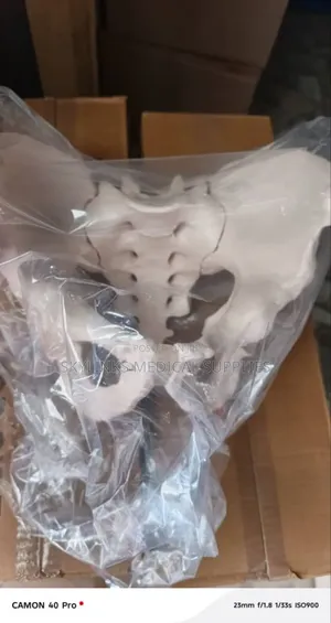 Pelvic Bone Model