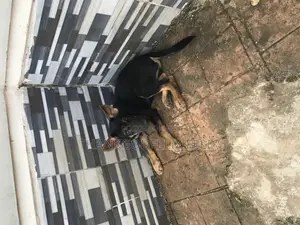 1-3 months Male Purebred German Shepherd