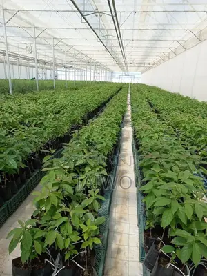 Hybrid Cocoa Seedlings