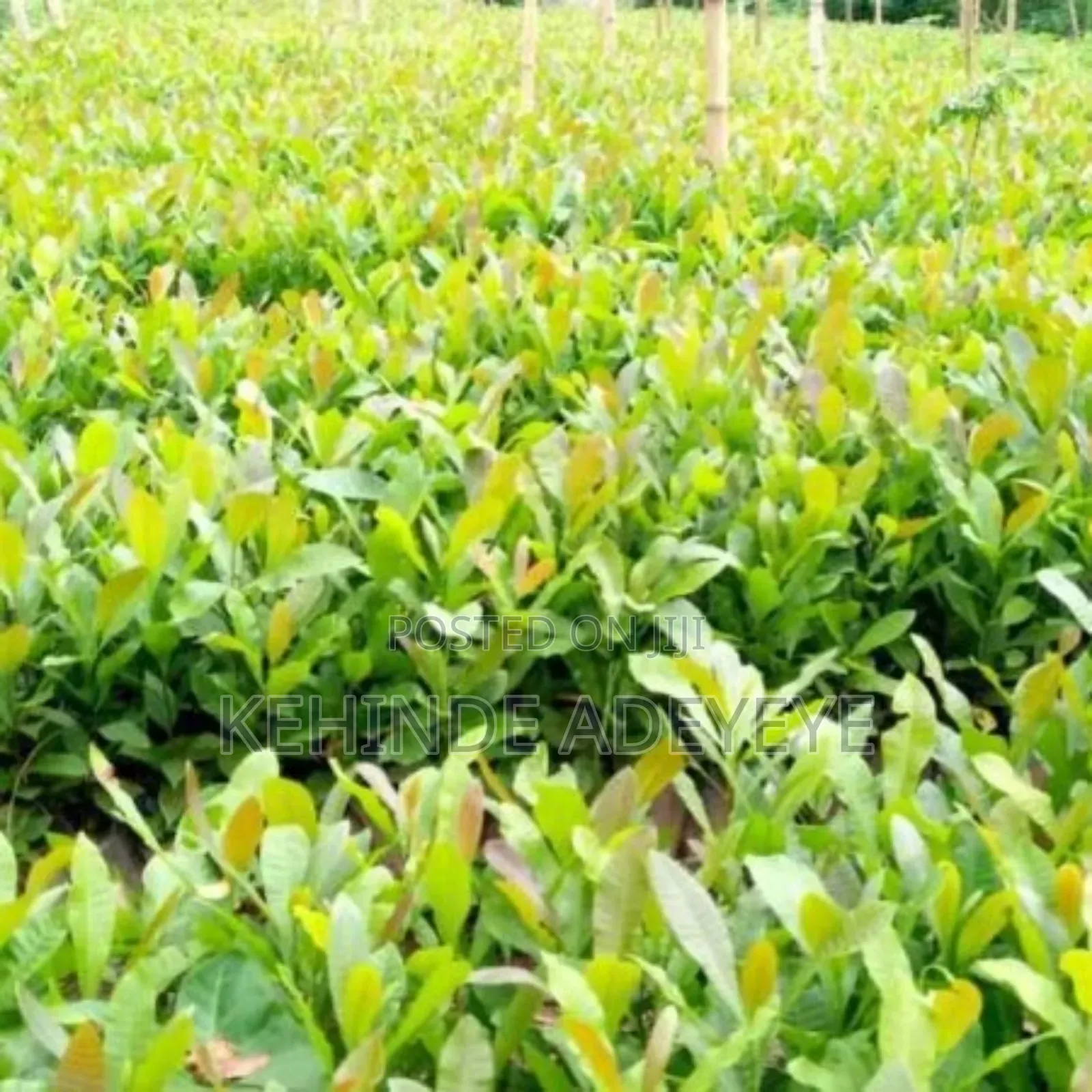 Hybrid Cashew Seedlings