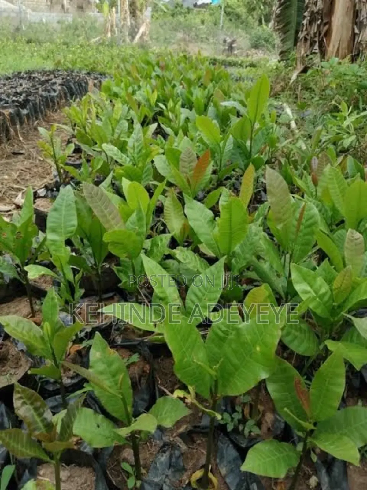 Hybrid Cashew Seedlings
