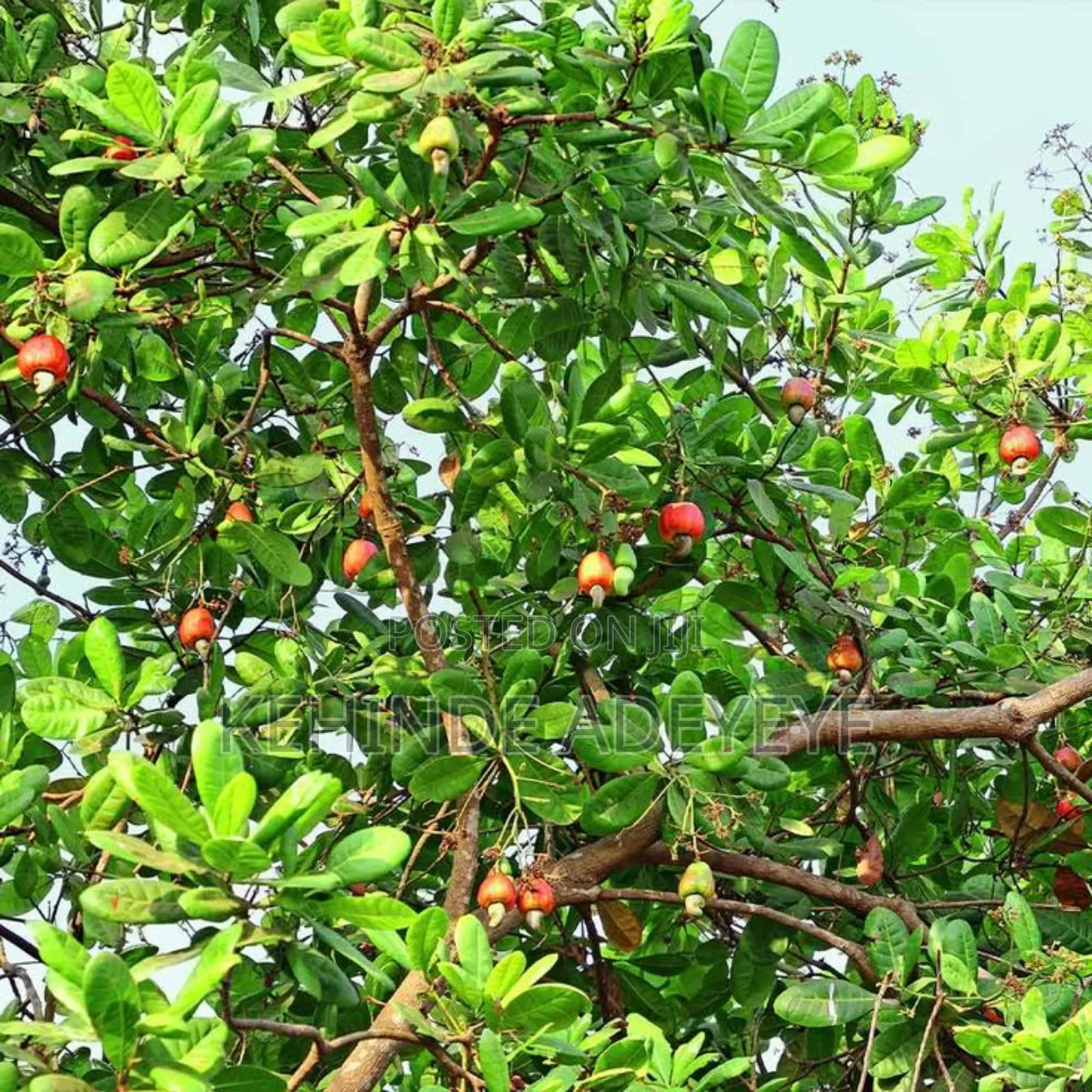 Hybrid Cashew Seedlings