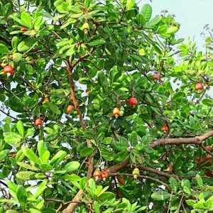 Hybrid Cashew Seedlings