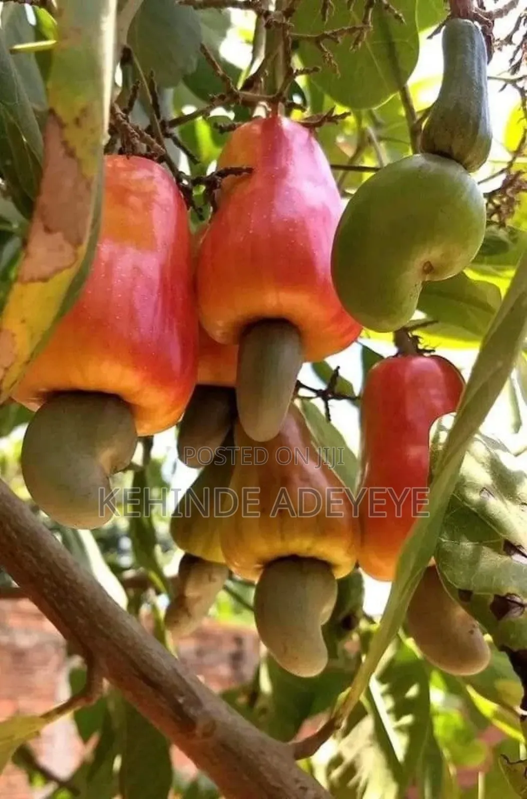Hybrid Cashew Seedlings