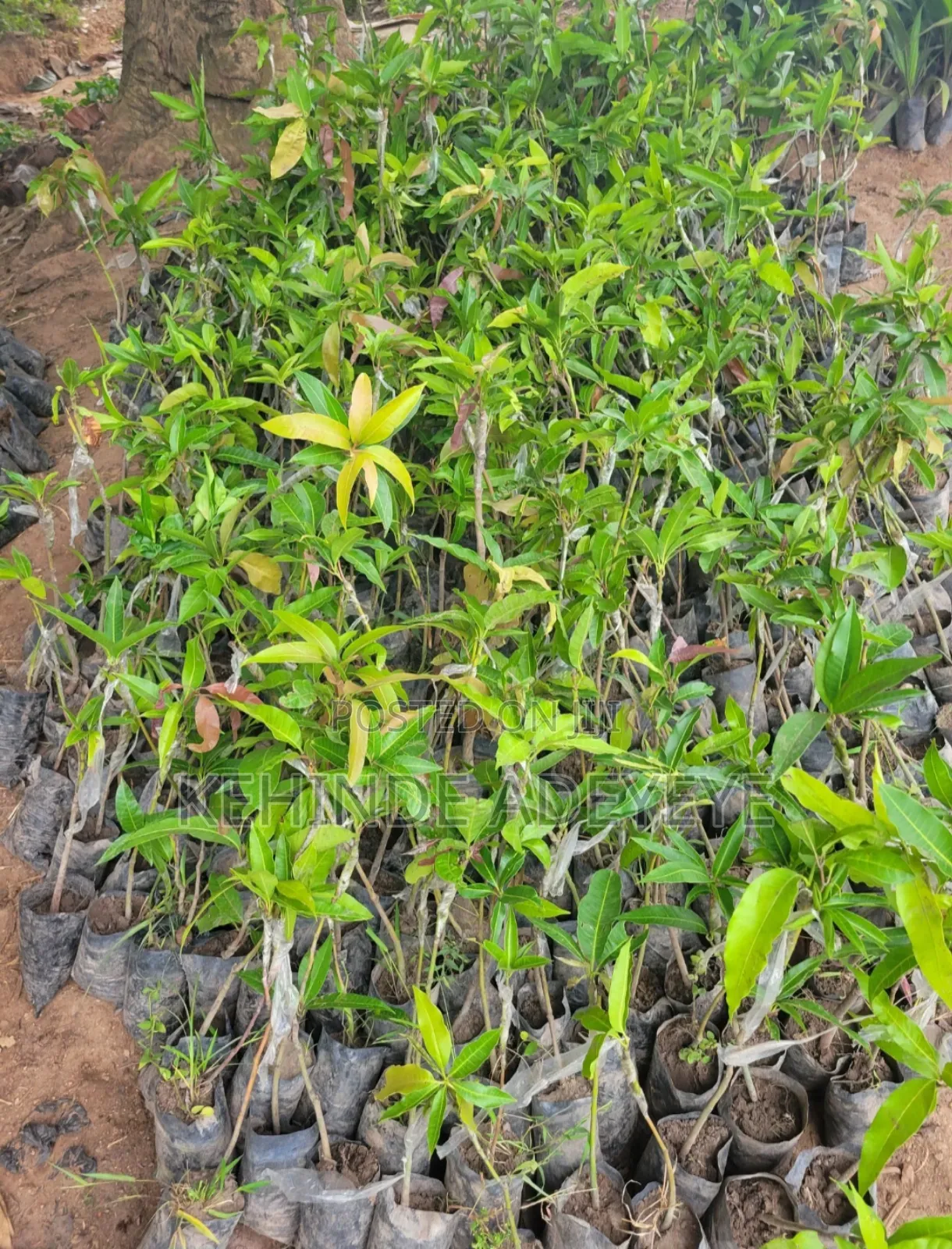 Grafted Mango Seedling
