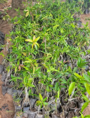 Grafted Mango Seedling