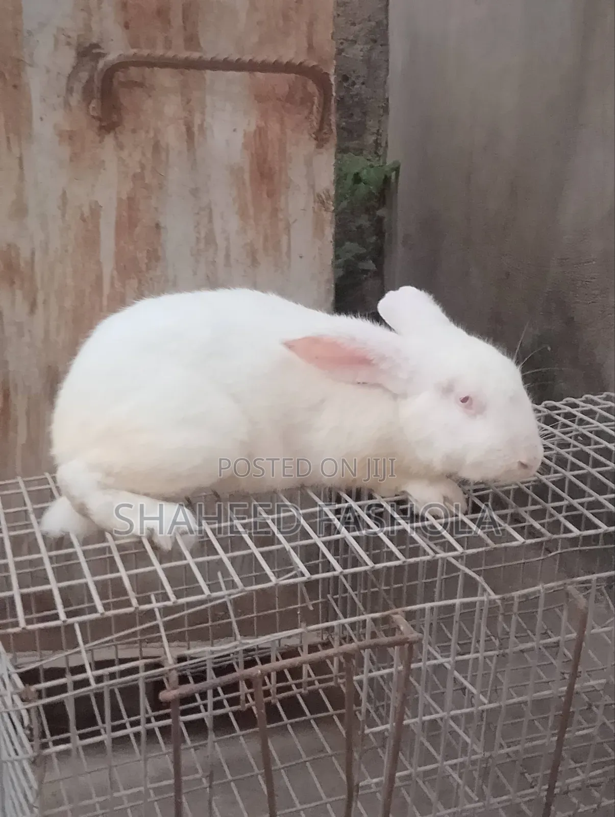 Farm Animals (Rabbits)