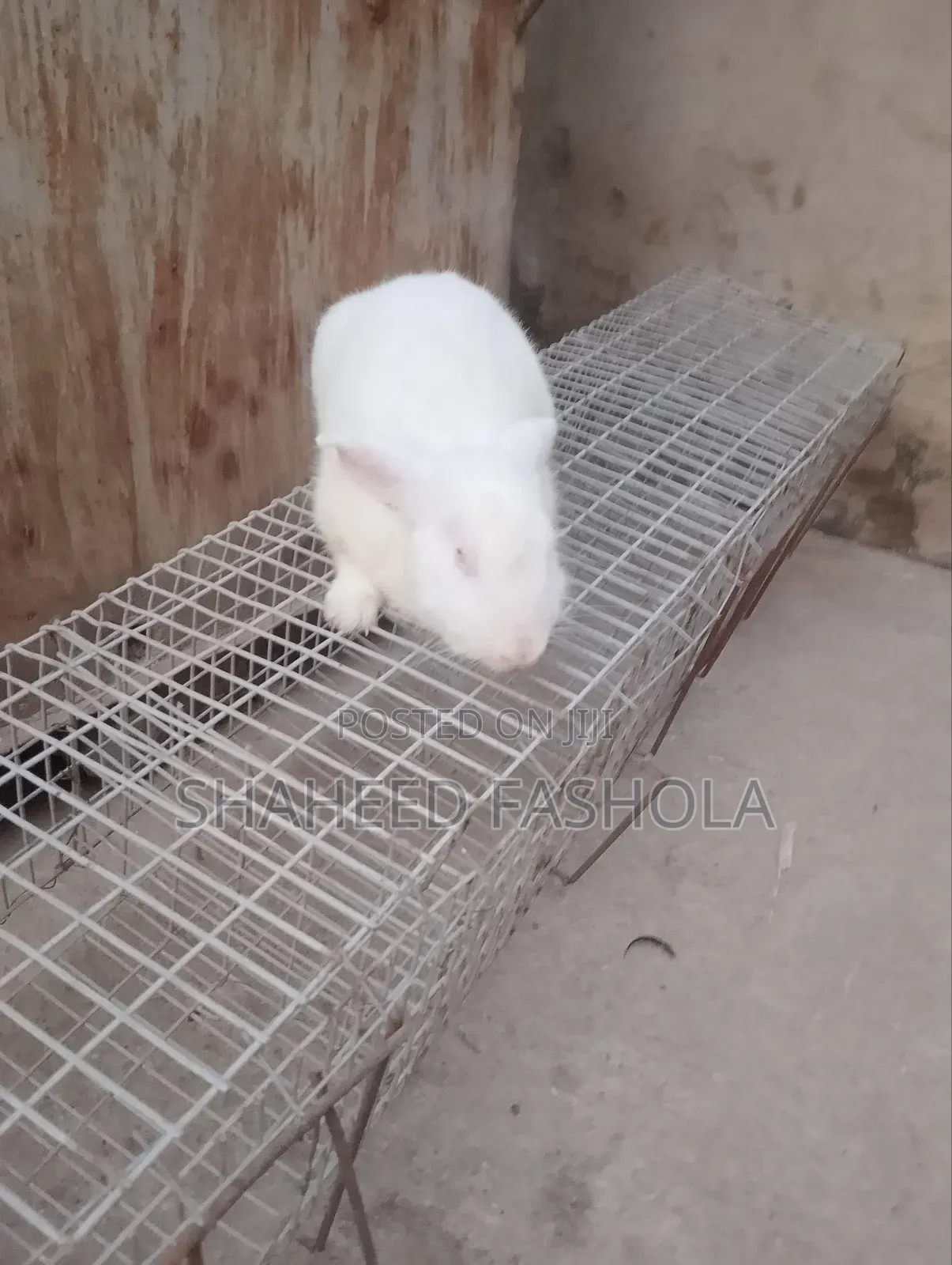 Farm Animals (Rabbits)