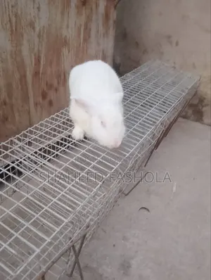 Farm Animals (Rabbits)