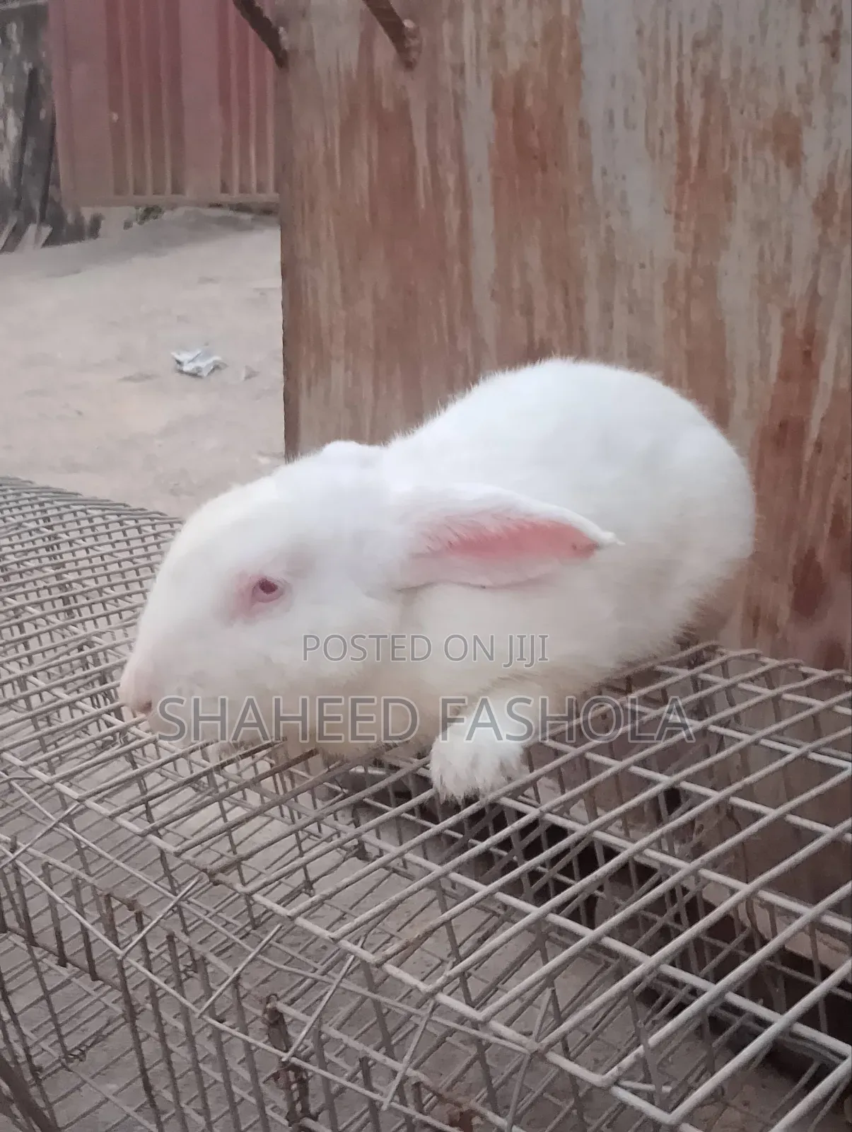 Farm Animals (Rabbits)