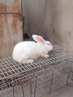 Farm Animals (Rabbits)