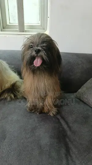 6-12 months Female Purebred Shih Tzu