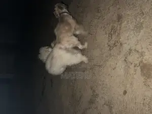 1+ year Male Purebred Lhasa Apso