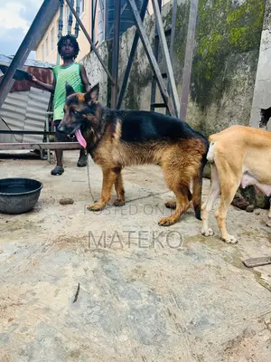1+ year Male Purebred German Shepherd