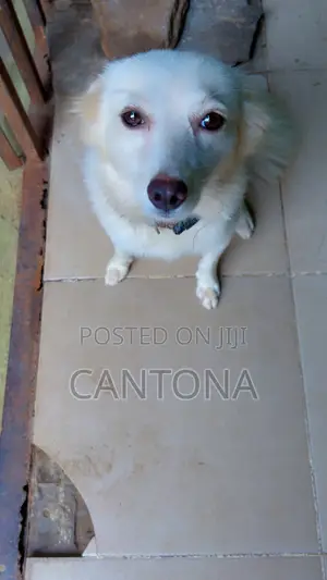 6-12 months Female Purebred American Eskimo