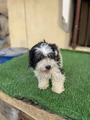 1+ year Female Purebred Lhasa Apso