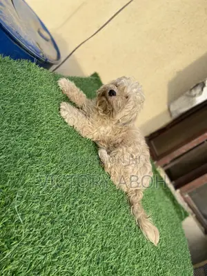 1+ year Female Purebred Lhasa Apso