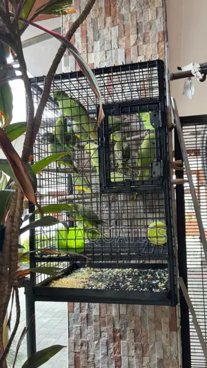 Locally Made Heavy Duty Bird Cage