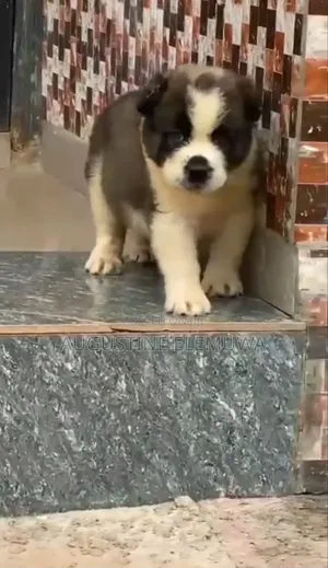 1-3 months Male Purebred Caucasian Shepherd
