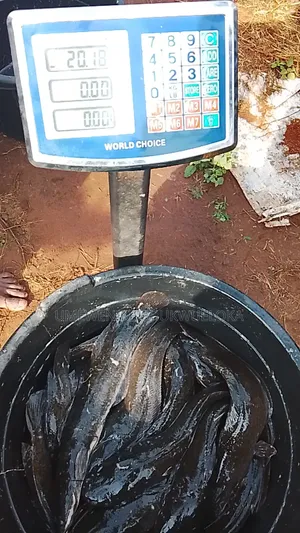 Catfish For Sale