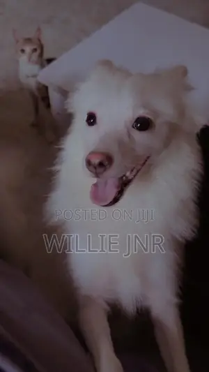 6-12 months Male Purebred American Eskimo