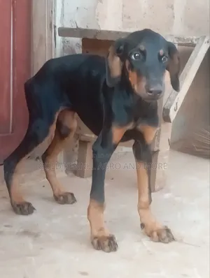 3-6 months Female Purebred Doberman Pinscher