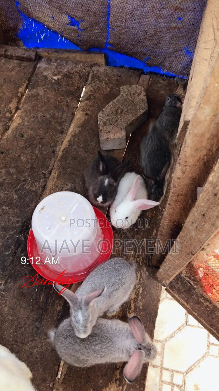 Foreign Rabbit in Kwara State - Farm Animals, Ajaye Opeyemi | Jiji.ng