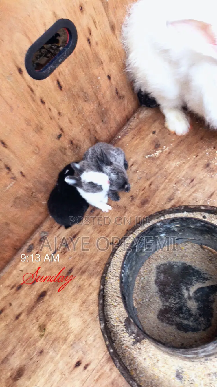 Foreign Rabbit in Kwara State - Farm Animals, Ajaye Opeyemi | Jiji.ng