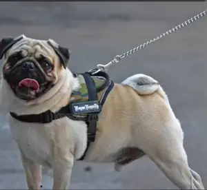 1+ year Female Purebred Pug