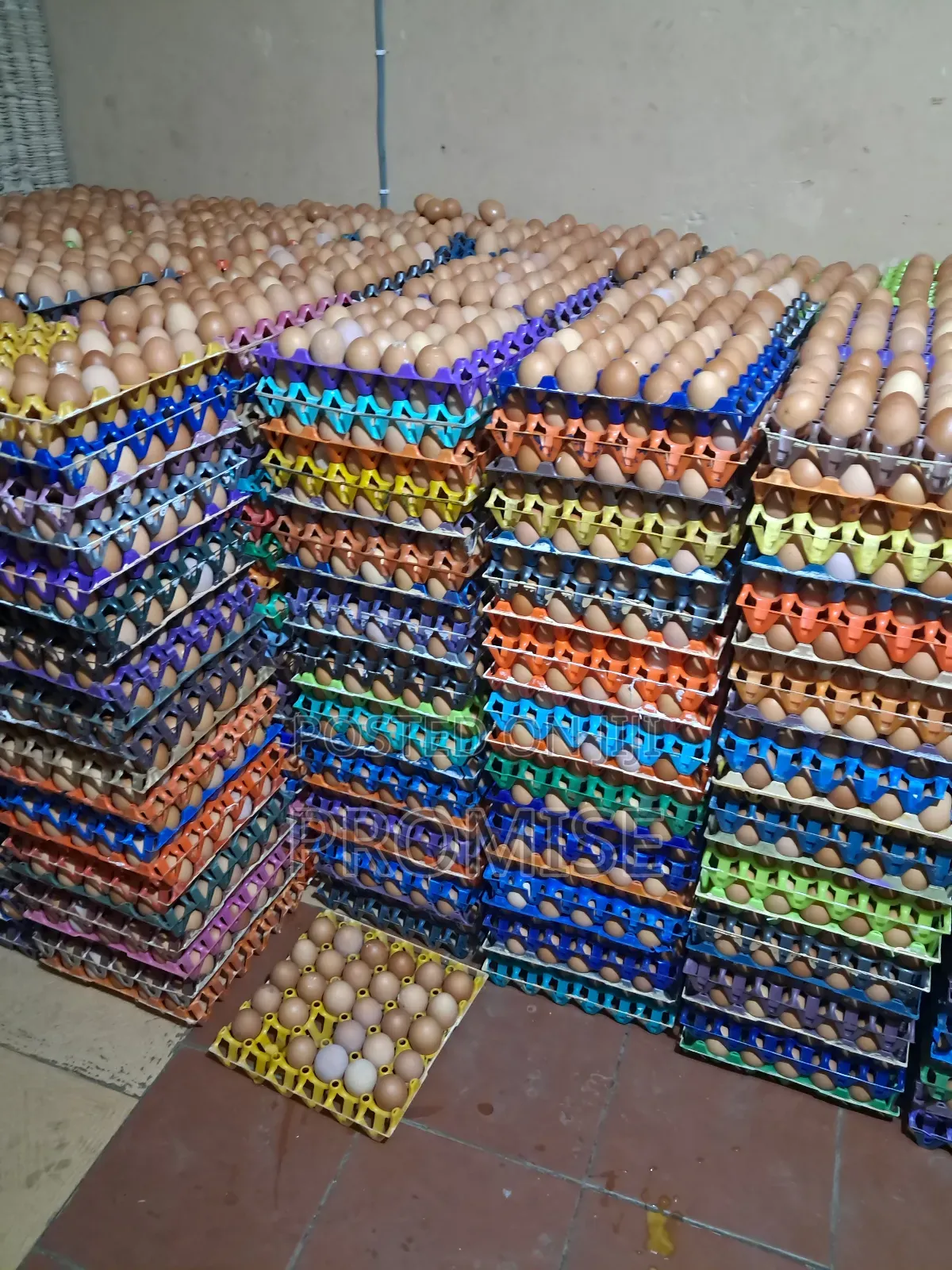 Fresh Farm Egg
