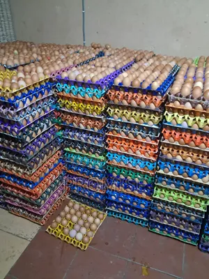 Fresh Farm Egg