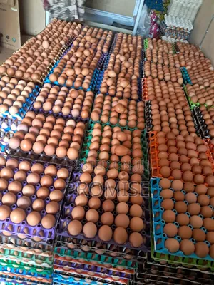 Fresh Farm Egg