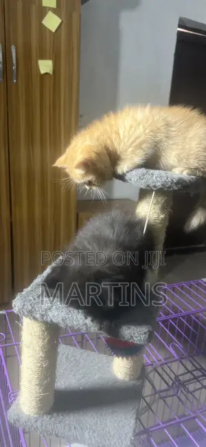 0-1 month Female Mixed Breed Cat