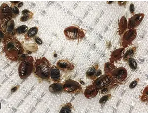 Lesekese Bedbugs And Insects Instant Killer
