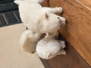 1-3 months Male Purebred American Eskimo