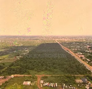 Oil Palm Plantation.