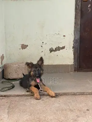 1-3 months Male Purebred German Shepherd