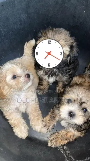 1-3 months Female Purebred Lhasa Apso