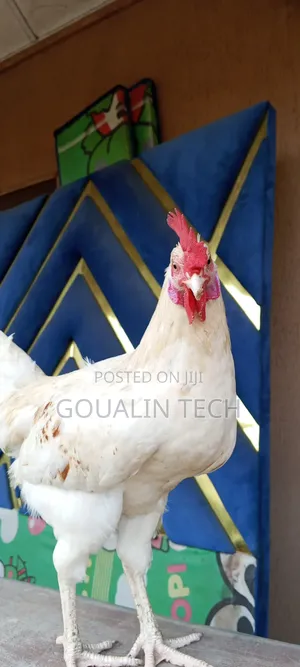 Mature Cockerel