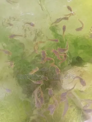 Fast Growing Hybrid Fingerlings and Juveniles