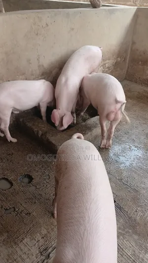 Landrace and Largewhite Pigs