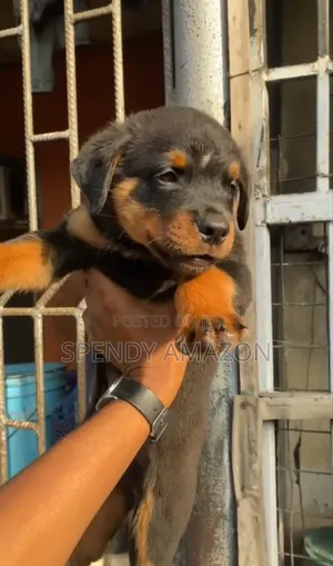 1-3 months Male Purebred Rottweiler
