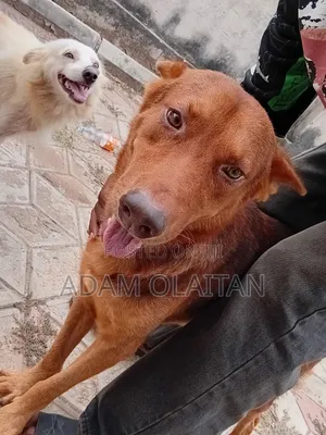 1+ year Male Mixed Breed German Shepherd