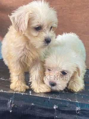 1-3 months Male Purebred Lhasa Apso