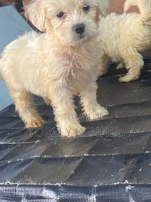 1-3 months Male Purebred Lhasa Apso