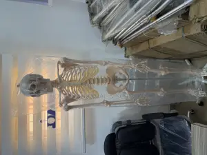 Adult Human Skeleton