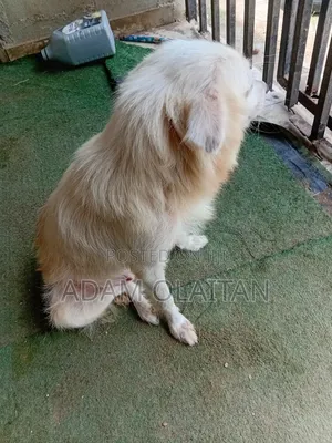 1+ year Female Purebred American Eskimo