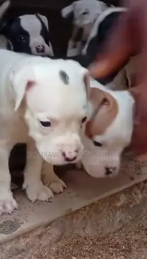 1-3 months Male Purebred American Bulldog