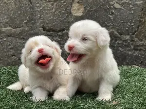 1-3 months Female Purebred Lhasa Apso