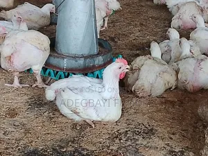 Naturally Raised Broilers ( 80 Chickens)